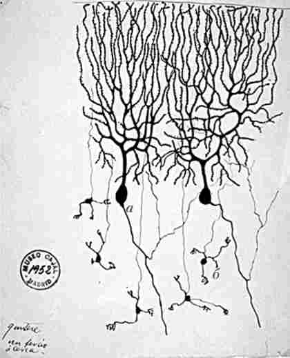 Малюнок С. Рамон-і-Кахаля. Клітини Пуркіньє (а) і клітини-зерна
