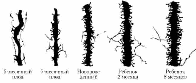 Розвиток шипиків на дендритах кіркових нейронів