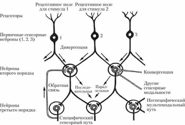 Структурна організація сенсорних мереж