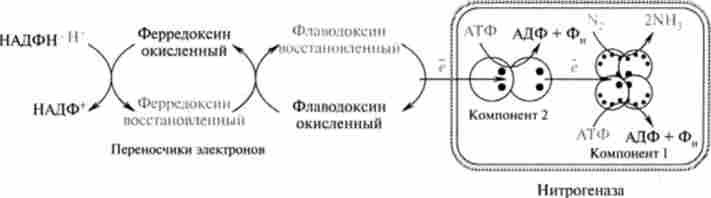 Схема механізму фіксації молекулярного азоту інженерного конструювання ефективних штамів бульбочкових бактерій полягає в наступному