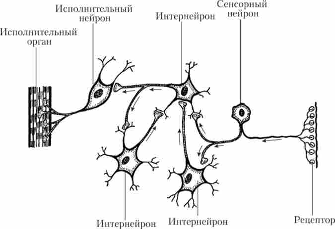 Класифікація нейронів за функціями