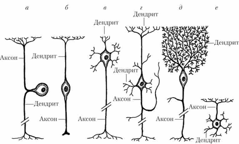 різноманітність нейронів