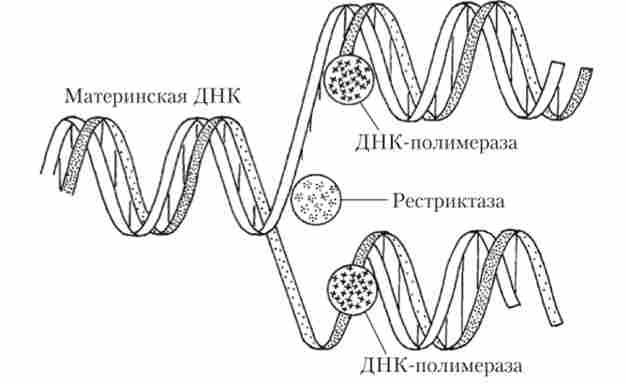 Подвоєння (реплікація) ДНК в синтетичний період