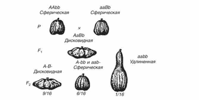 Спадкування форми плода у гарбуза при взаємодії двох пар генів