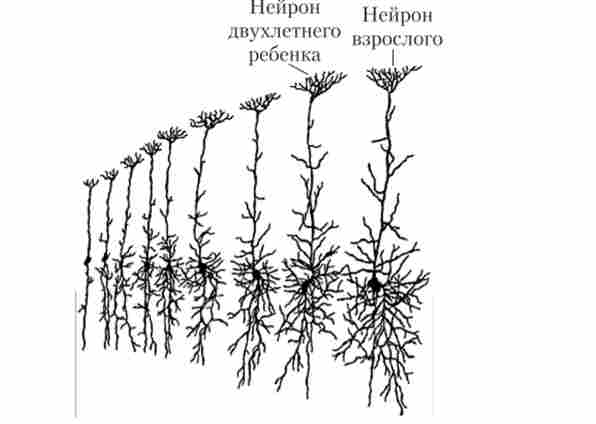 Розвиток дендритного дерева після народження