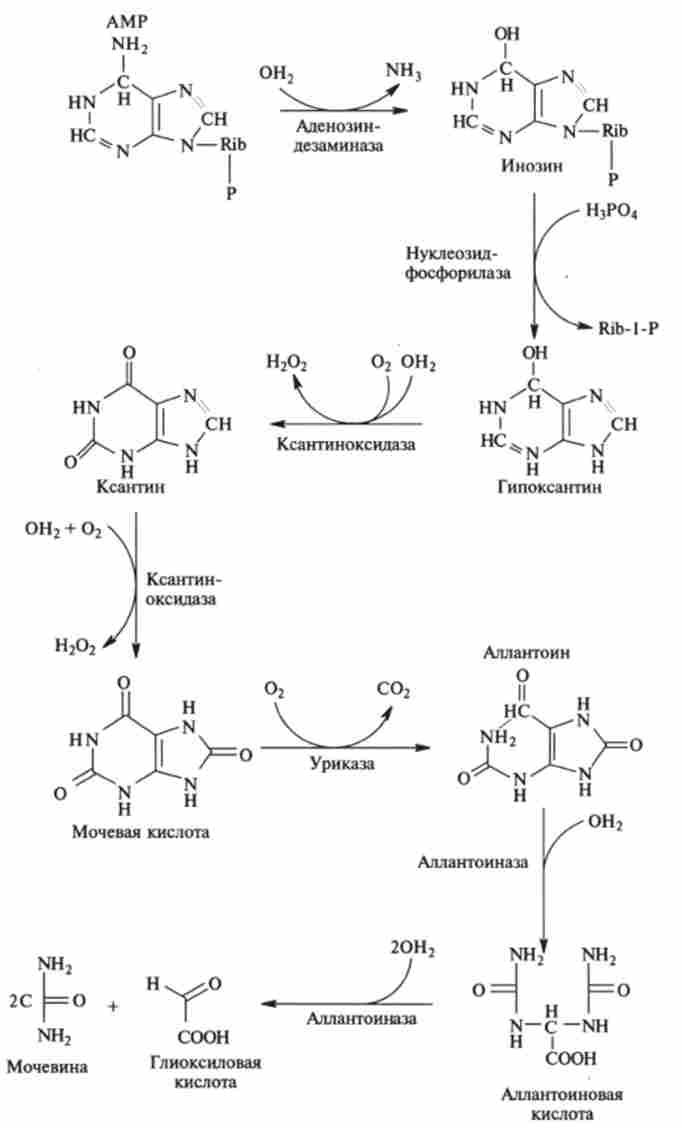 Метаболічний шлях розпаду пуринових нуклеотидів на прикладі аденозину