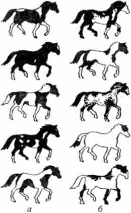 Варіювання пегости у коней під впливом генів-модифікаторів