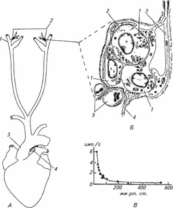 Схема розташування каротидного і аортального тілець (Л), ділянка каротидного тільця (Б) і залежність частоти аферентних потенціалів дії каротидного тільця від вмісту кисню в крові (В)