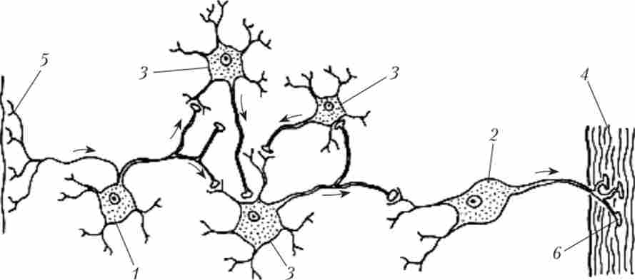 Функціональна розмаїтість нервових клітин