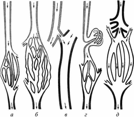 Різні типи з'єднань судин мікроциркуляторного русла