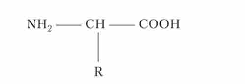 Структурна формула амінокислоти
