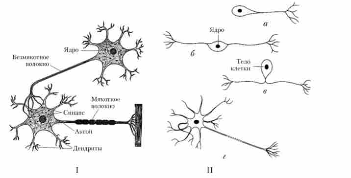 Будова нервової клітини (I). Тіни нейронів (II)