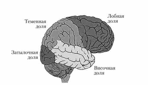 Області кори головного мозку