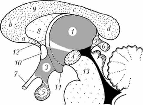 Схема взаємного розташування основних структур проміжного мозку на сагиттальном зрізі
