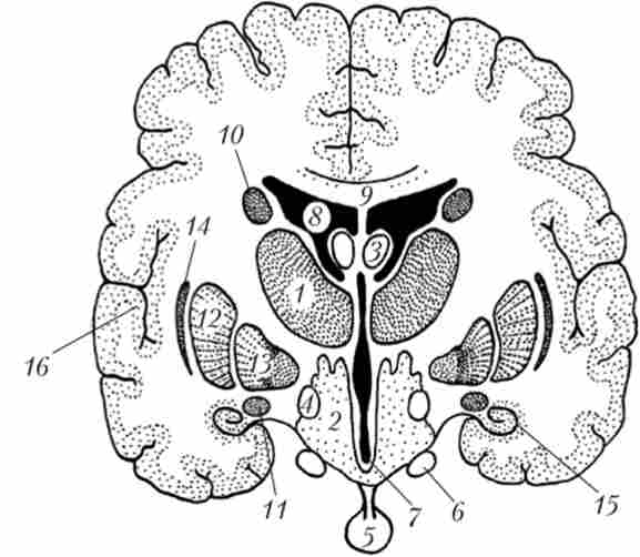 Схема взаємного розташування основних структур проміжного мозку на фронтальному зрізі (між гіпоталамусом і маміллярних тілом)
