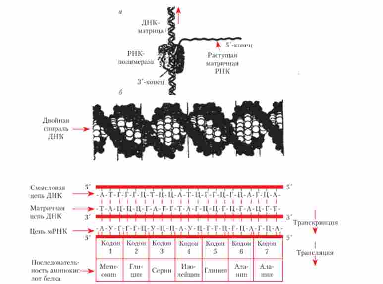 Схема процесу транскрипції ДНК РНК-полімерази і трансляції
