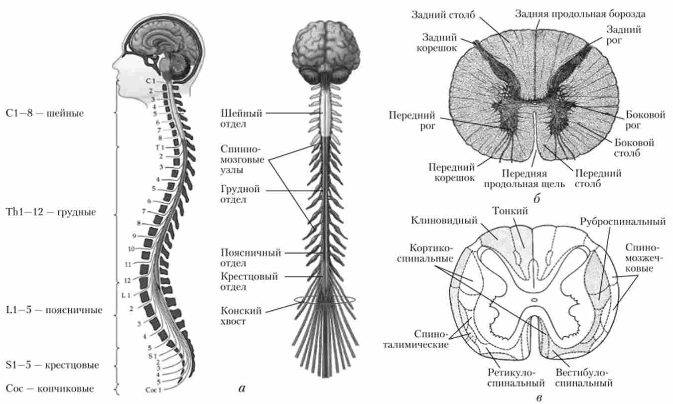 Спинний і головний мозок людини