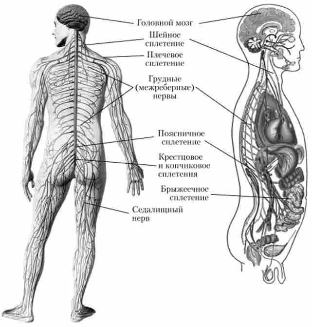 Спинномозкові нерви і їх сплетіння