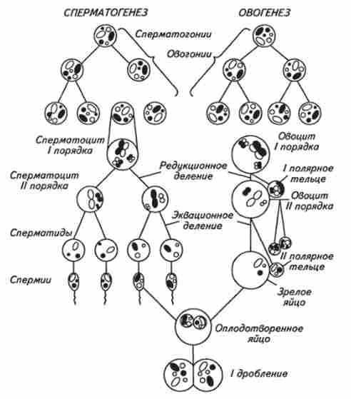 Схема сперматогенезу і овогенеза (по В. Г. Єлисєєва і співавт.)
