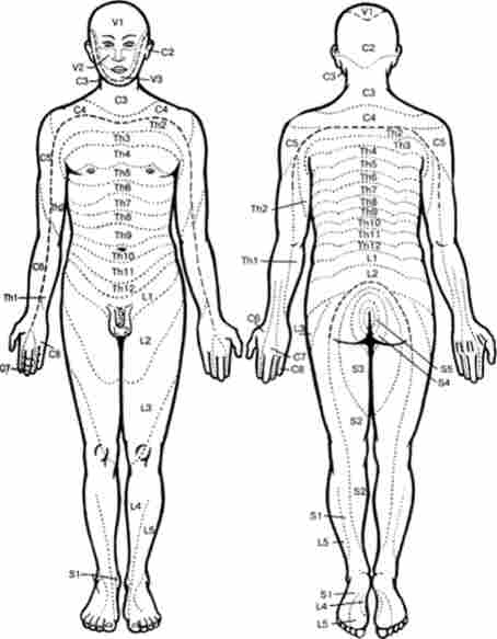 Чутлива іннервація поверхні тіла і кінцівок (сегменти відповідають 31 парі спинномозкових нервів)