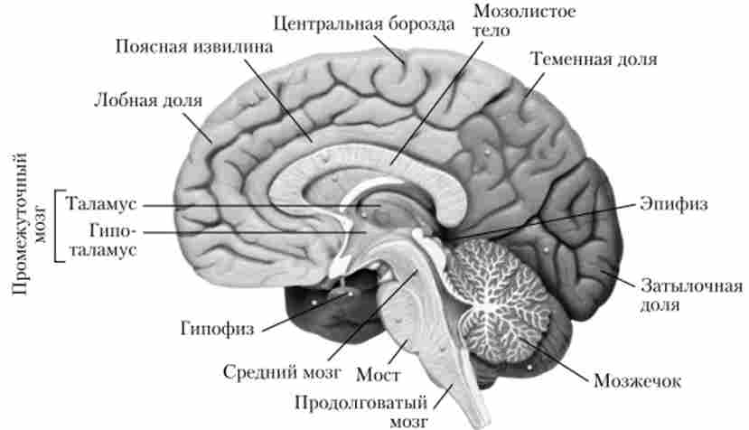 Відділи головного мозку людини, вид з внутрішньої поверхні
