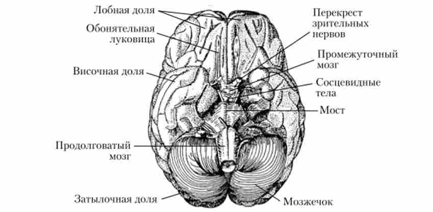 Нижня поверхня головного мозку людини
