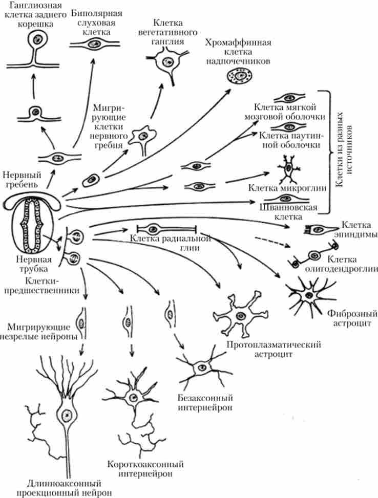Розвиток і міграція нервових і гліальних клітин