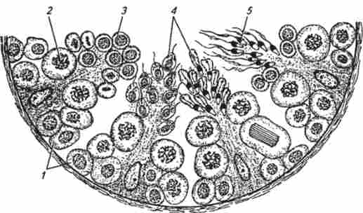 Статеві клітини самця на різних стадіях розвитку в звивистих насіннєвому