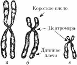 Типи будови хромосом людини