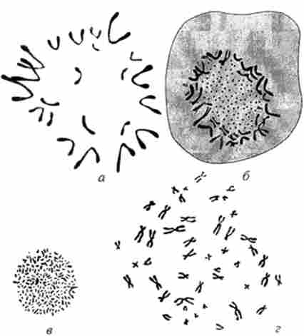 Морфологічні особливості хромосомних комплексів соматичних клітин деяких організмів (в стадії метафази)