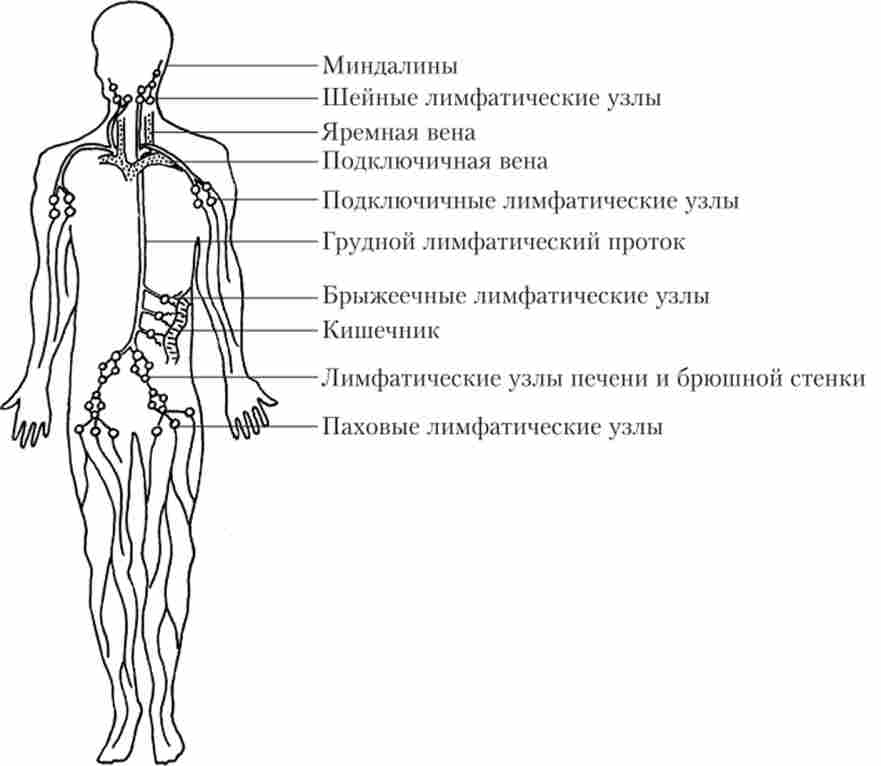 Основні елементи лімфатичної системи людини