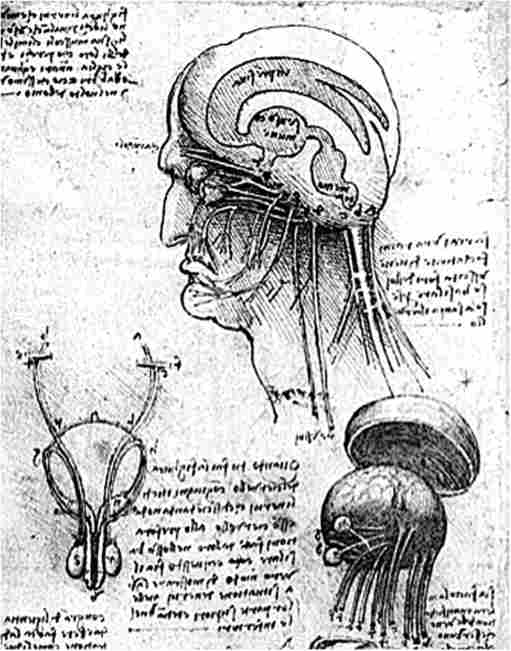Малюнки Леонардо да Вінчі, що зображують будова головного мозку