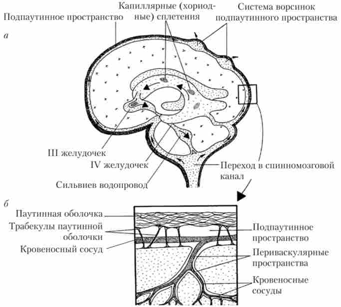 Система освіти і циркуляції цереброспінальної рідини в головному мозку людини (а) і структура підпавутинного