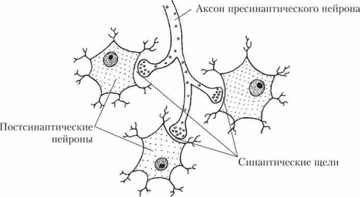 Схема синаптичних контактів між нейронами