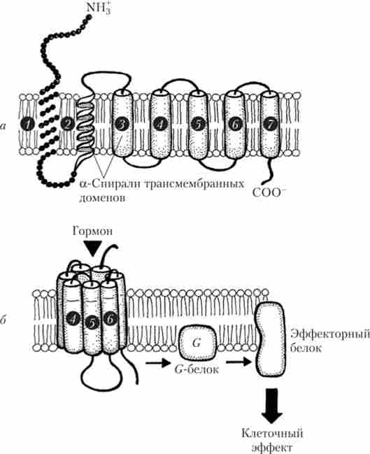 Будова трансмембранних доменів рецепторів (1-7), пов'язаних з G-білками (а), і послідовність подій при його гормональної активації (б)