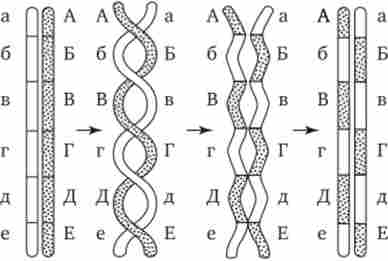 Багаторазовий кроссинговер між гомологічними хромосомами. А - Е, а - е - локуси хромосом