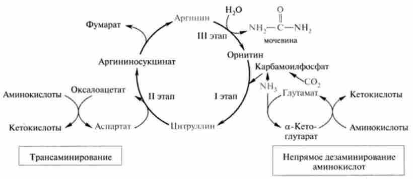 Схема орнітінового циклу синтезу сечовини