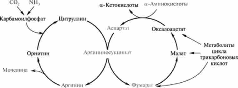 Схема взаємозв'язку орнітінового циклу синтезу сечовини і циклу