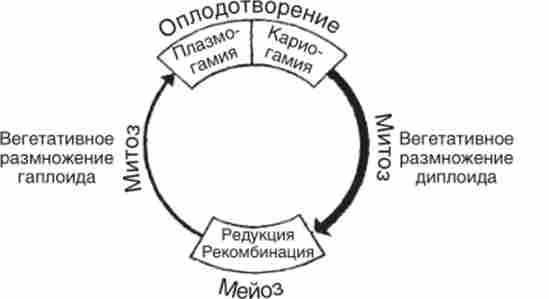 Узагальнена схема життєвого циклу еукаріотичних організмів
