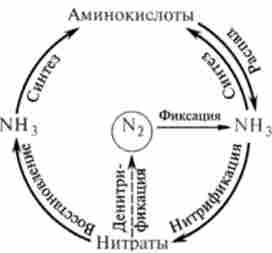 Біологічний цикл азоту