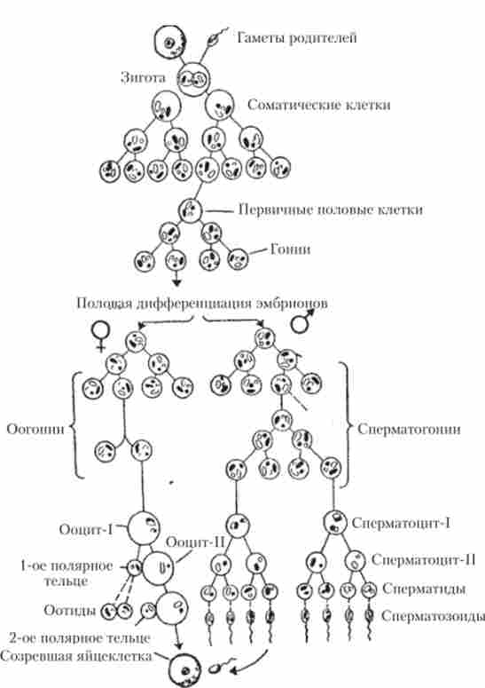 Порівняльна схема розвитку чоловічих (сперматогенез) і жіночих (оогенез) статевих клітин
