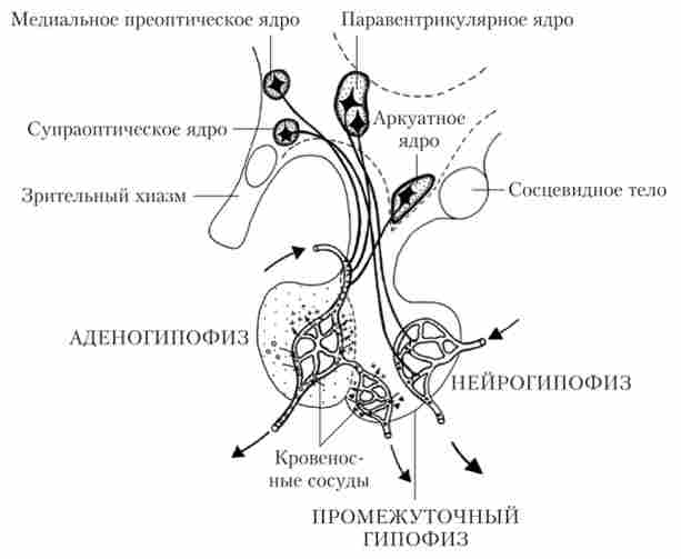Гіпоталамо-гіпофізарна система