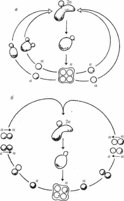 Життєвий цикл дріжджів Saccharomyces cerevisiae
