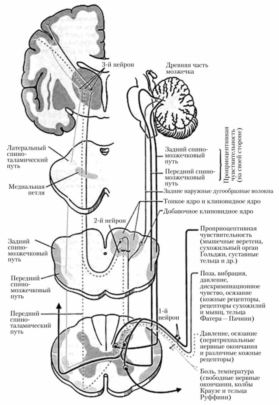 Схема проходження трехнейронной чутливих (висхідних) шляхів в спинному мозку і на різних рівнях
