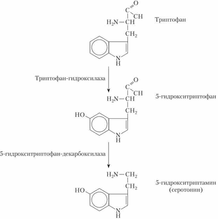 Основний шлях біосинтезу серотоніну