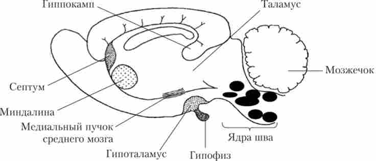 Серотонінергічні ядра шва і структури мозку, в які проектуються серотонинергичні волокна