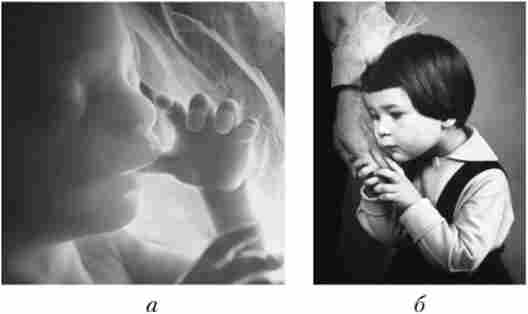 Смоктання пальця (чотиримісячний плід) - тактильна стимуляція рецепторів шкіри і ротової порожнини (а); тактильна стимуляція рецепторів шкіри обличчя і долонь заспокоює дитини (б)