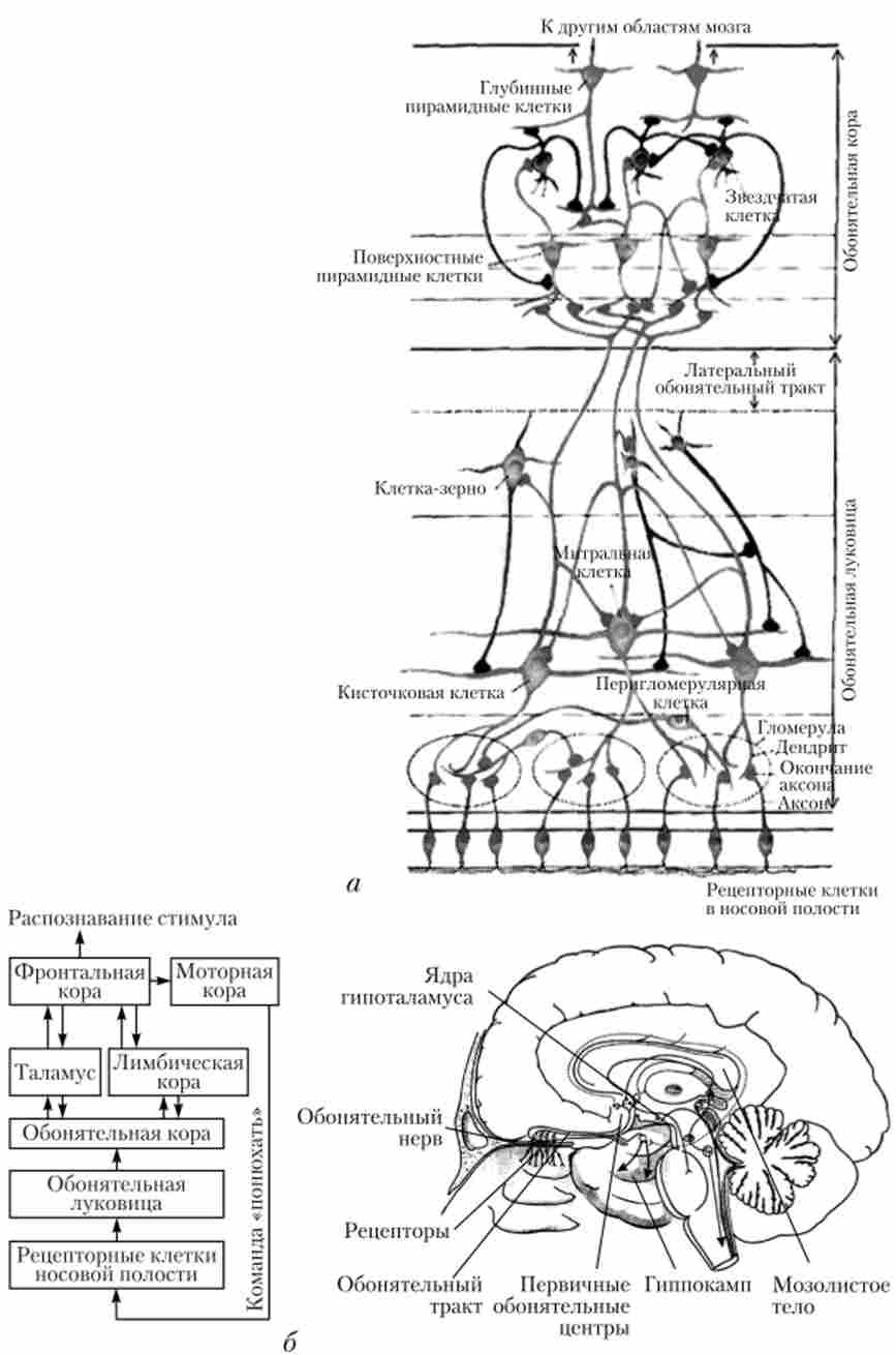 Нейронна мережа нюхової сенсорної системи