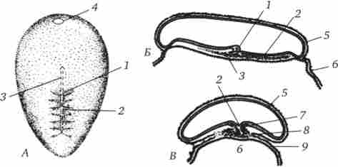 Розвиток зародка людини на стадії первинної смужки (15-17-е добу)