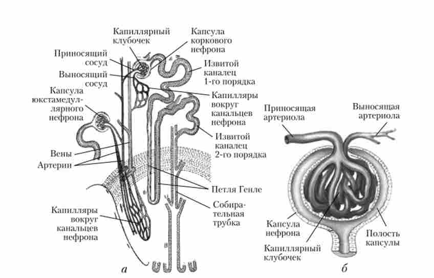 Будова нефрона (а) і ниркового тільця (б)